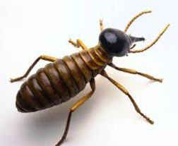 Termite Inspections